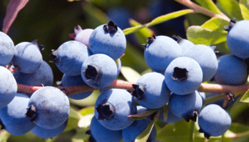 Bleueti&egrave;re Yves Beaulac